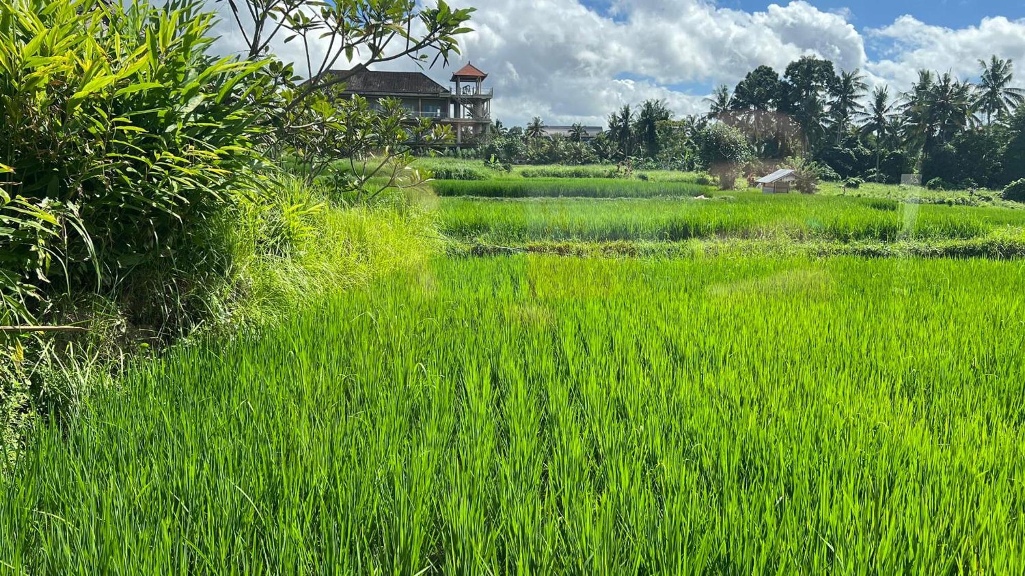 Villa Karma Ubud Eksteriør billede